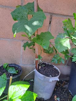 Planta de chayote