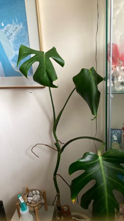 Monstera Top Cutting