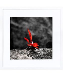 16x16 White Wood Picture Frame/16x16 Marco De Fotos De Madera Blanco