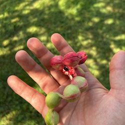 PLANTA GUAMUCHIL (MADRAS THORN)