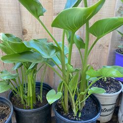 Alcatraces Disponibles 