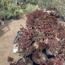 Roses Different Colors In 5 Gallon For 13 Each 