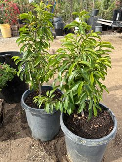 Guanabana sour soap tree 15gal