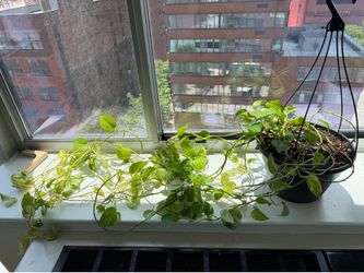 House plants