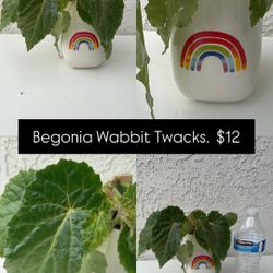 Begonia Wabbit Twacks