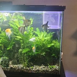 Fish Tank Tall No Fish