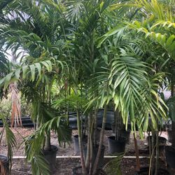 PRICE REDUCED! CHRISTMAS PALM IN 15 GALLONS 5' FEET TALL WITH MULTIPLE TRUNK FOR ONLY $50! ONLY A FEW LEFT