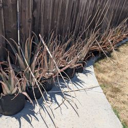Aloe Plants In Felt Pots