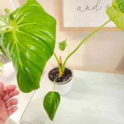 Philodendron  paztasanum plant