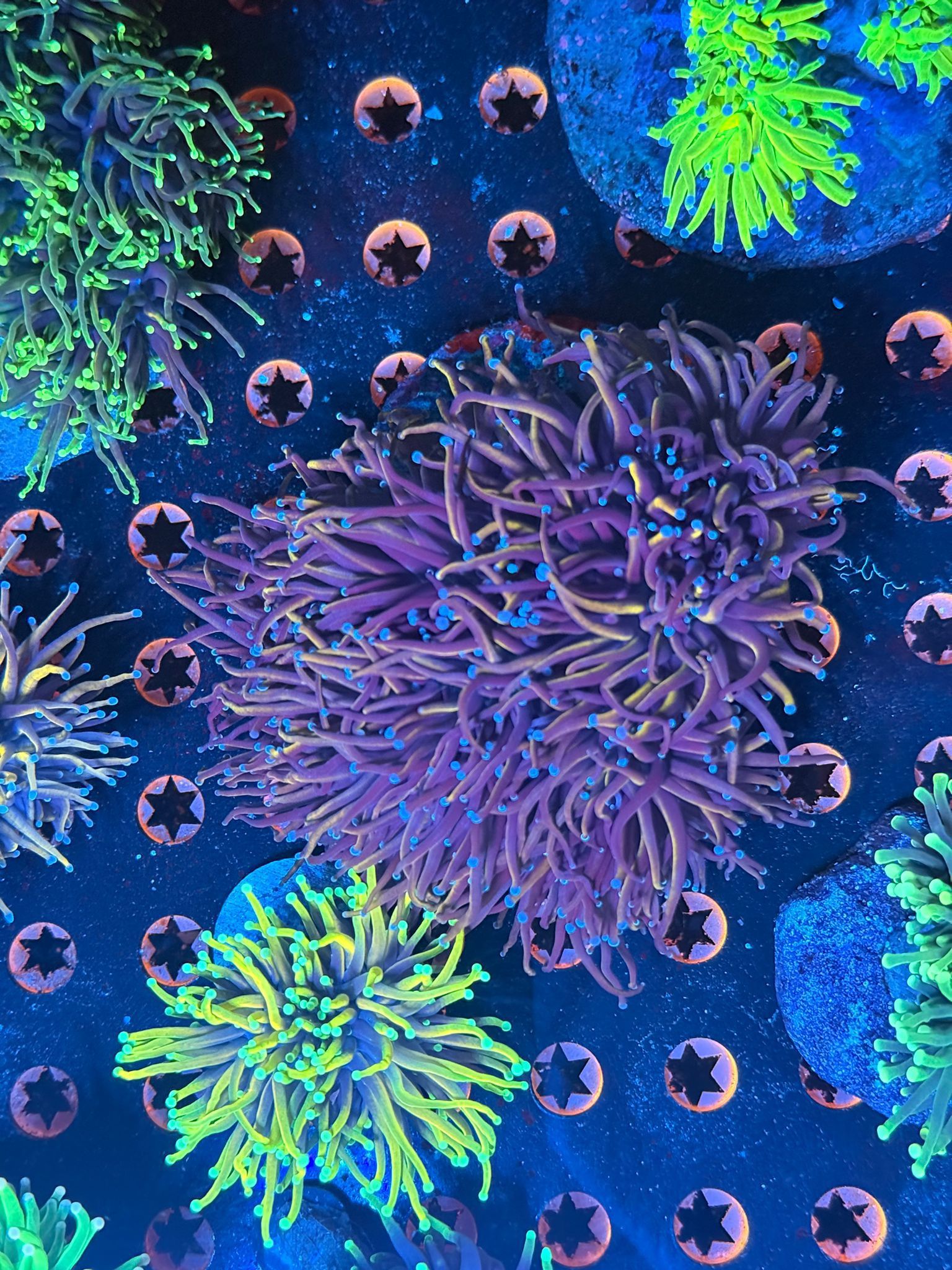 Torch Coral