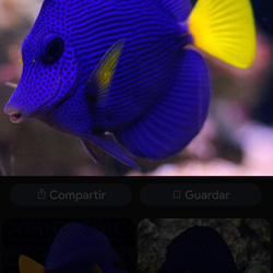 Purple tang mediano