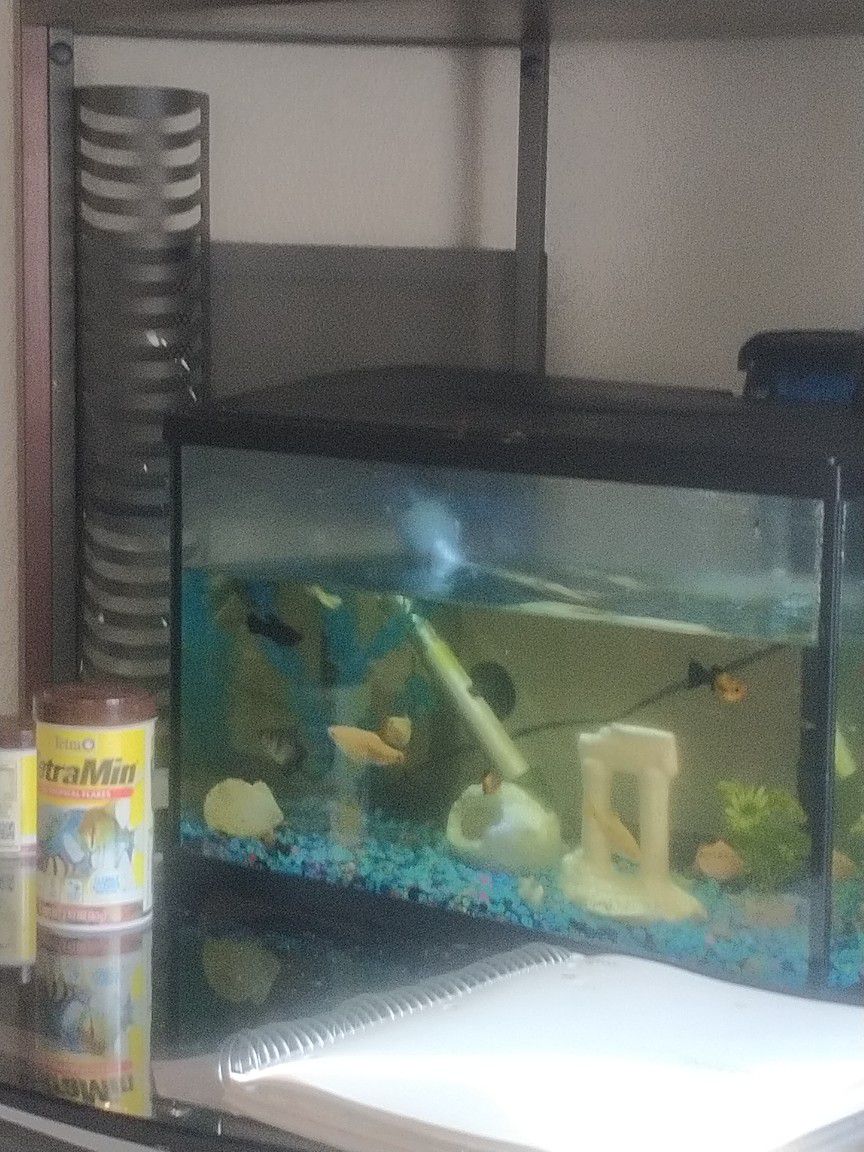 Fish Tank And Fish For Sale