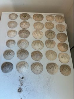 Sand Dollars