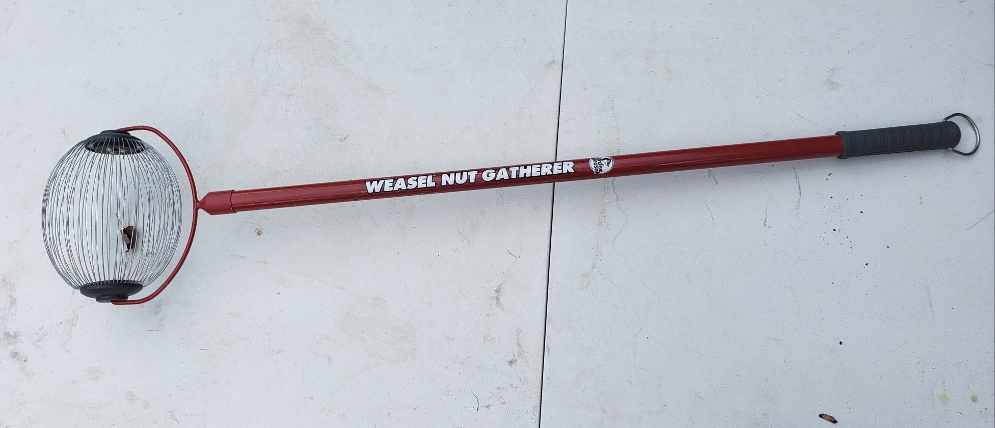 Garden Weasel Nut Gatherer