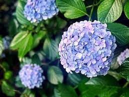 Endless Summer Original Blue Hydrangeas At Wholesale Prices