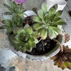 Succulent Plants 