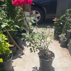 Rose Bush Rosita 