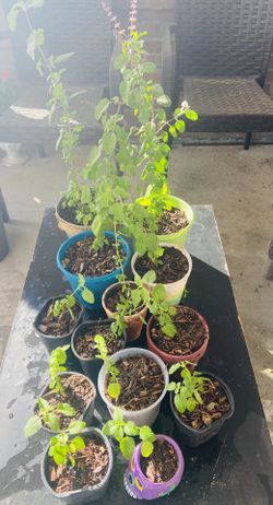 Plant