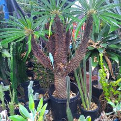 Madagascar Palm Plant