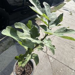 ÁRBOL DE HIGO/FIG TREE