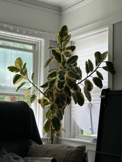 Real rubber tree plant