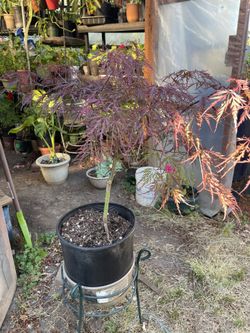 Red Dragon Maple 🍁