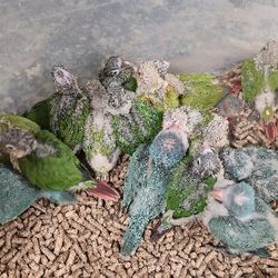 Parrot 