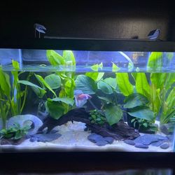 20 Gallon Tank 