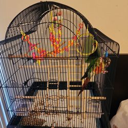Green cheek conure