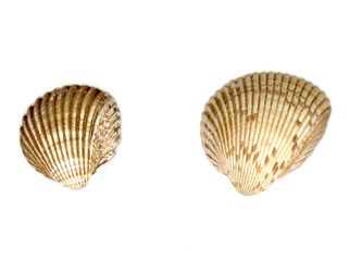 Slender Cockle and Giant Atlantic Cockle Seashells
