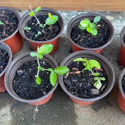 Barbados Cherry Tree Saplings 