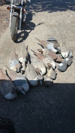 decoys