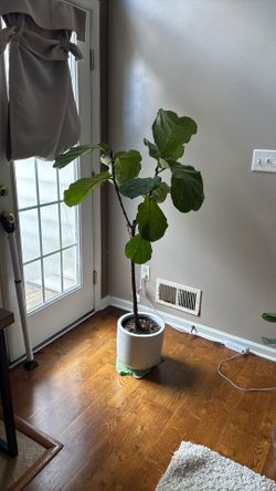 Well maintained 5 foot fiddle leaf fig plant