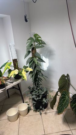 Cebu blue pothos