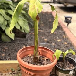 Banana tree