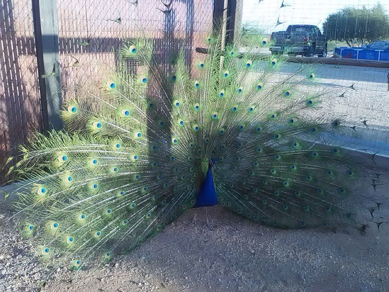 Peacocks and peahens for sale