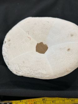 Fossil