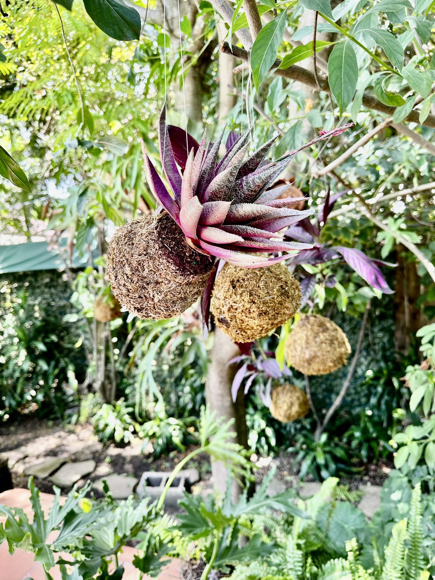 KOKEDAMA - KOSMIK KAKTUS.