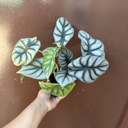 4” alocasia silver dragon