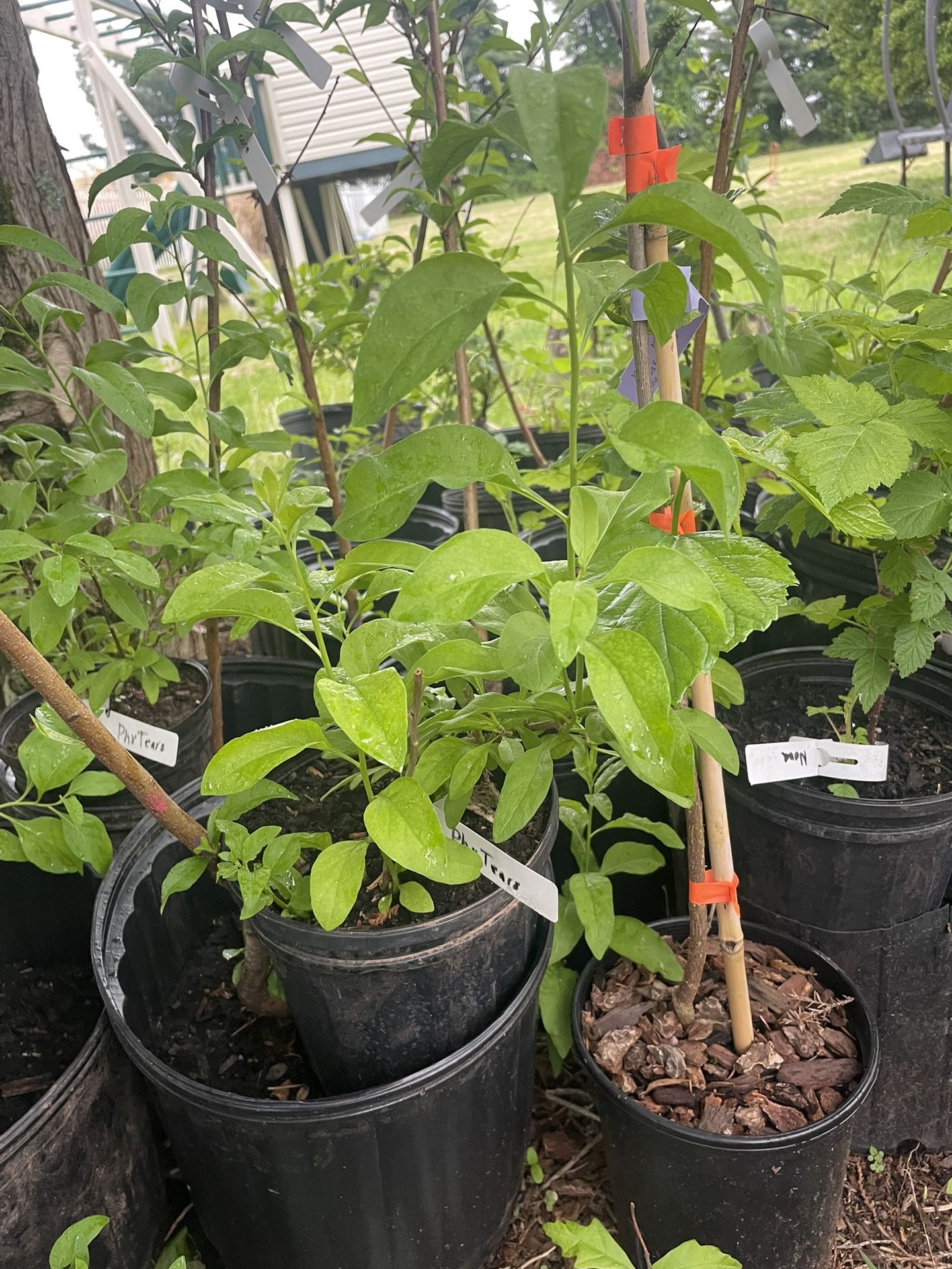 Goji Berry Bushes