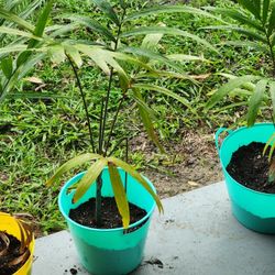 Small foxtail Palm trees