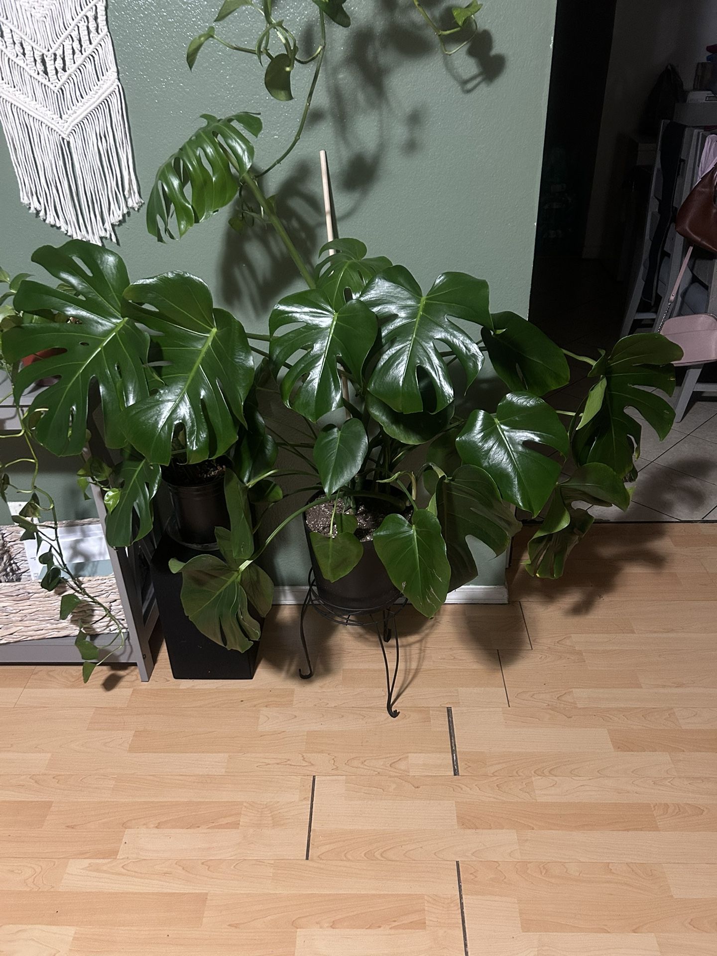 Monstera Plant