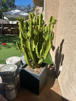 Large Euphorbia Cactus in Dark Planter