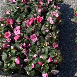 Impatiens