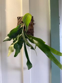Mounted Staghorn Fern