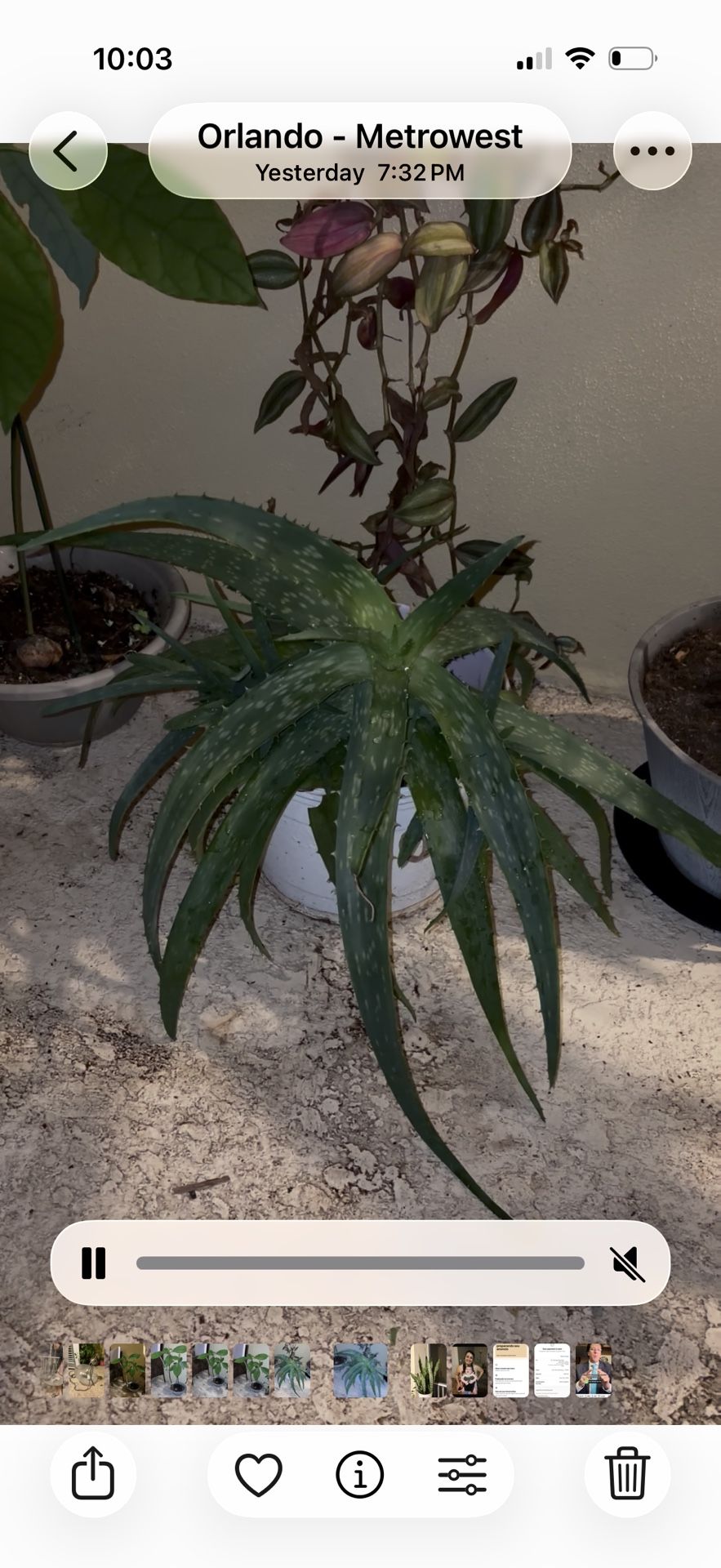 Large Alloe Vera Plant