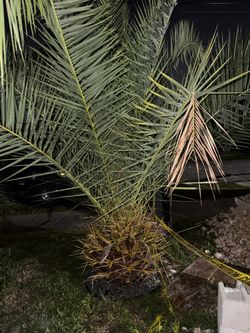 Sylvester Palm (no extra fees)