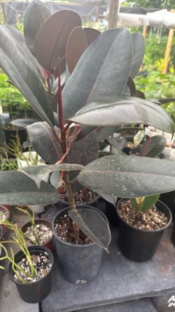 Rubber tree