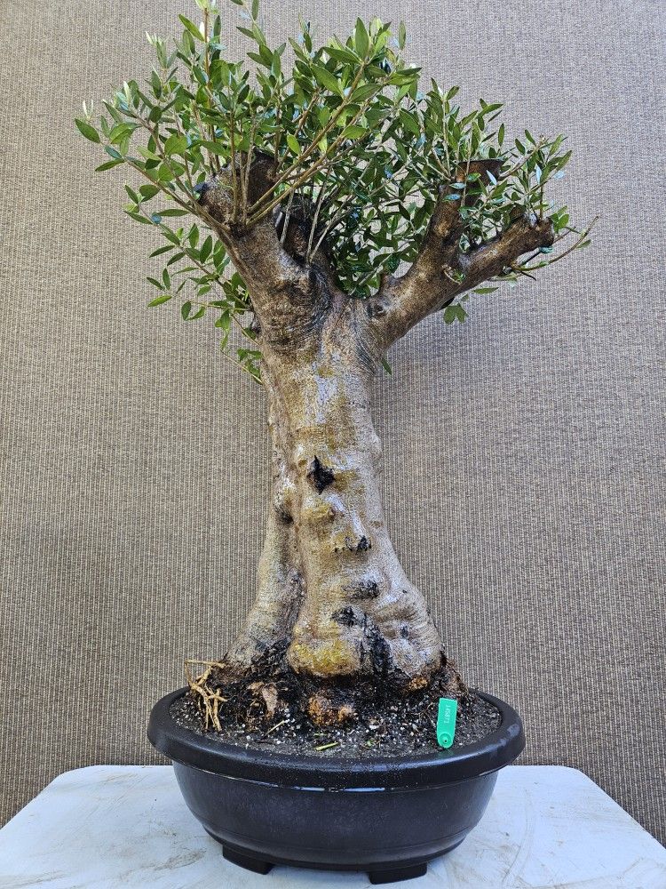 Old European Olive Bonsai Tree