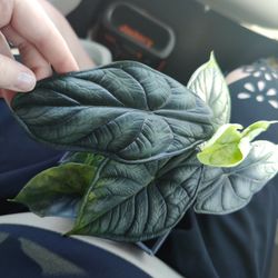 Variegated Dragon Scale 